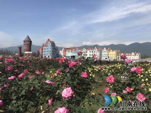 德阳绵竹：3000种、45万盆月季等你来赏！(图4)