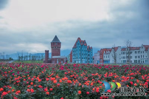 德阳绵竹：3000种、45万盆月季等你来赏！(图5)