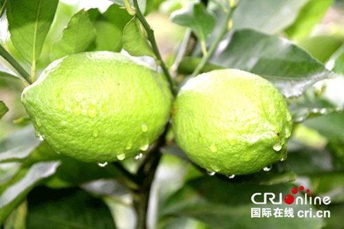 宜宾市高县举办第三届柠檬采摘节(图1)