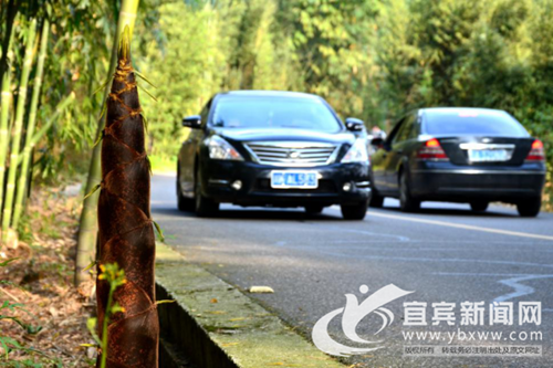 蜀南竹海今日启用观光车&nbsp;游客车辆不再进景区(图1)