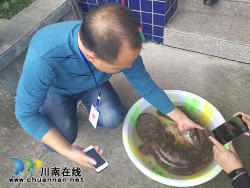 龙马潭区二道溪发现野生娃娃鱼(图1) 龙马潭区二道溪发现野生娃娃鱼(图1)