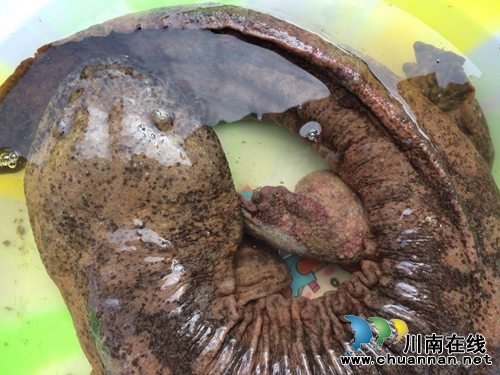 龙马潭区二道溪发现野生娃娃鱼(图2) 龙马潭区二道溪发现野生娃娃鱼(图2)