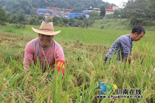 纳溪区棉花坡镇：再生稻喜获丰收&nbsp;党员志愿者来帮忙(图1)
