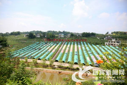 宜宾翠屏区上榜“全国绿色发展百强区”(图1) 宜宾翠屏区上榜“全国绿色发展百强区”(图1)