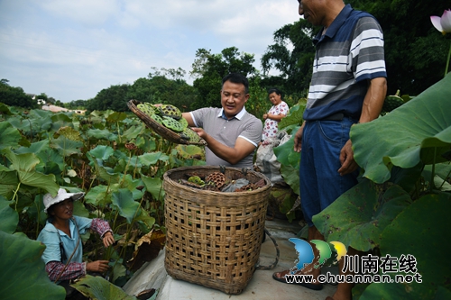 泸州:村里来了“扶贫达人” 致富路多了(图3) 泸州:村里来了“扶贫达人” 致富路多了(图3)