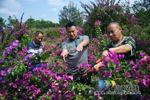 泸州:村里来了“扶贫达人” 致富路多了(图4) 泸州:村里来了“扶贫达人” 致富路多了(图4)