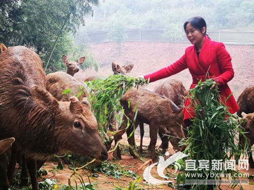 90后妹子让梅花鹿扎根宜宾&nbsp;鹿宝打上宜宾造(图1)