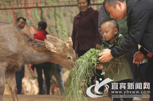 90后妹子让梅花鹿扎根宜宾&nbsp;鹿宝打上宜宾造(图2)