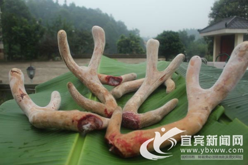 90后妹子让梅花鹿扎根宜宾&nbsp;鹿宝打上宜宾造(图3)