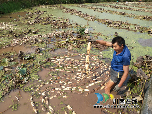 宜宾南溪区汪家镇千亩莲藕获丰收(图1)