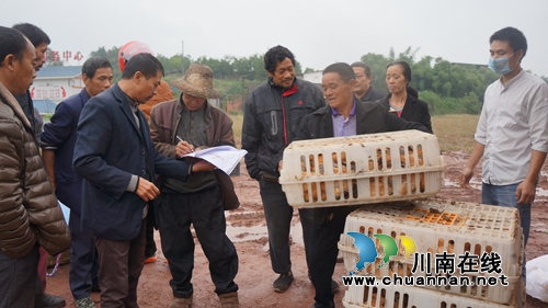 泸县残联到立石镇发放“扶贫鸡苗与桂圆树”助力脱贫攻坚(图1)