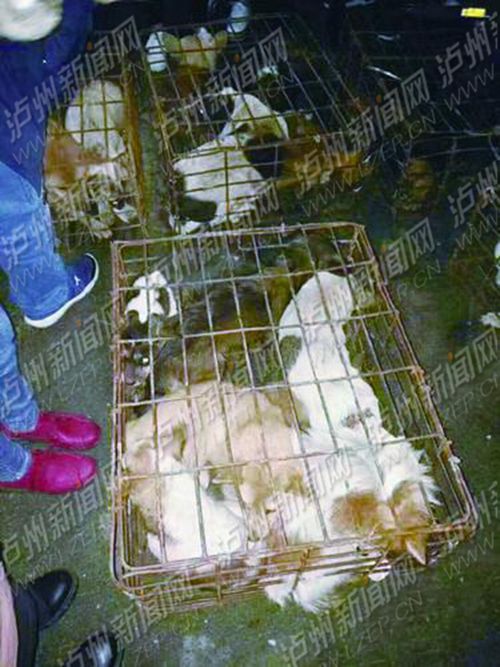 泸州：民警收费站拦下可疑车辆&nbsp;装了近百条狗(图1)