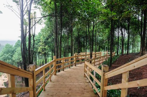 第五届中国·四川森林康养年会将在宜宾举行(图1)