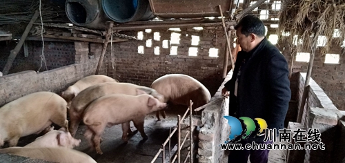 泸县云龙镇扎实开展非洲猪瘟防控工作(图1) 泸县云龙镇扎实开展非洲猪瘟防控工作(图1)