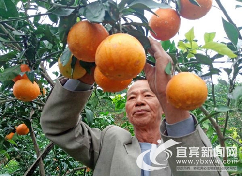 距市区32公里 宜宾翠屏橘香小镇美食美景迎客(图1) 距市区32公里 宜宾翠屏橘香小镇美食美景迎客(图1)