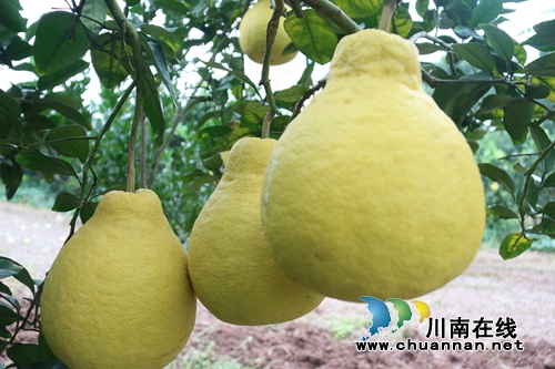 泸州龙马潭:万亩柚子庆丰收(图1) 泸州龙马潭:万亩柚子庆丰收(图1)