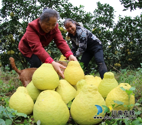 泸州龙马潭:万亩柚子庆丰收(图2) 泸州龙马潭:万亩柚子庆丰收(图2)