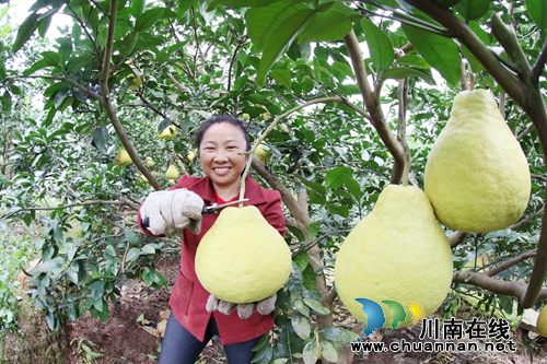 泸州龙马潭:万亩柚子庆丰收(图4) 泸州龙马潭:万亩柚子庆丰收(图4)