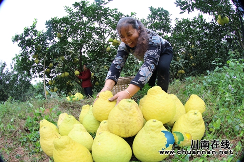 泸州龙马潭:万亩柚子庆丰收(图3) 泸州龙马潭:万亩柚子庆丰收(图3)