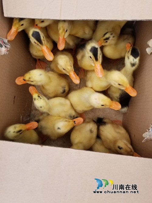 宜宾南溪区税务局到留宾乡开展“计生三结合”走访慰问(图3)