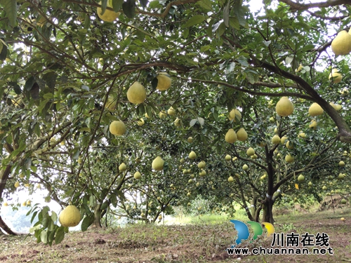 金黄色“柚”惑！合江真龙柚：古树带动产业(图2)