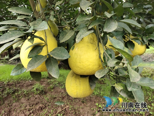 金黄色“柚”惑！合江真龙柚：古树带动产业(图3)