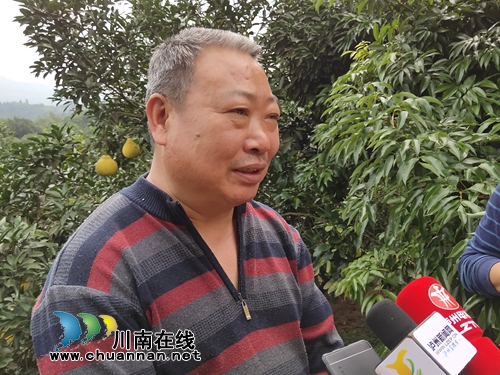 金黄色“柚”惑！合江真龙柚：古树带动产业(图6)