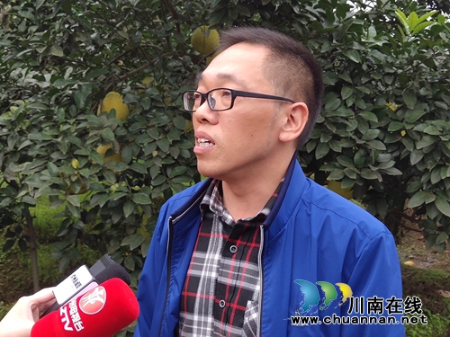 金黄色“柚”惑！合江真龙柚：古树带动产业(图4)