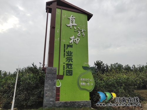 金黄色“柚”惑！合江真龙柚：古树带动产业(图5)