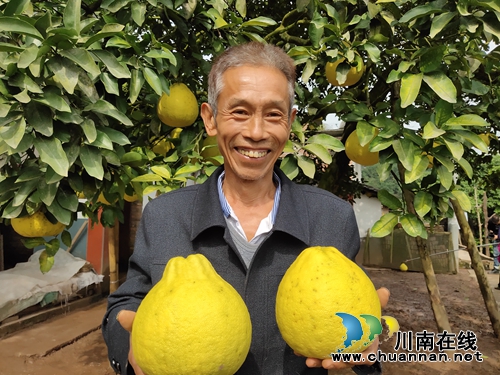 金黄色“柚”惑！合江真龙柚：古树带动产业(图8)