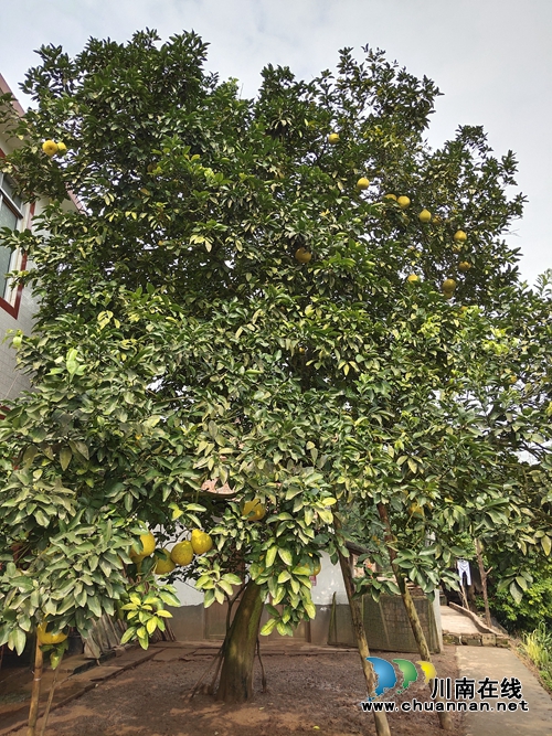 金黄色“柚”惑！合江真龙柚：古树带动产业(图7)