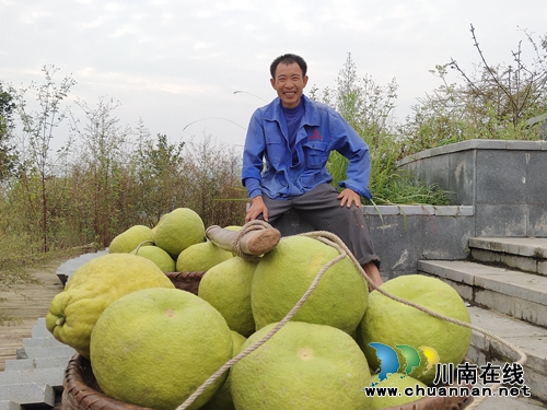 金黄色“柚”惑！合江真龙柚：古树带动产业(图9)