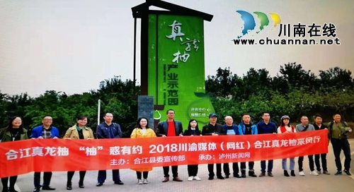 金黄色“柚”惑！合江真龙柚：古树带动产业(图1)