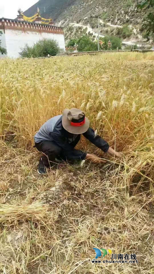 泸县教师唐晓冰:接力教育援藏 情洒雪域乡城(图4) 泸县教师唐晓冰:接力教育援藏 情洒雪域乡城(图4)