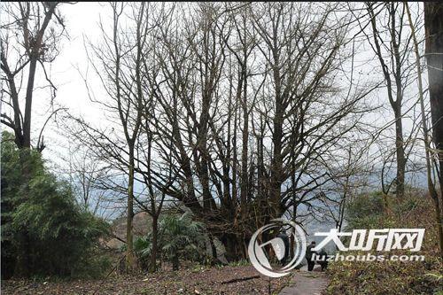 泸州完成全市古树名木资源普查&nbsp;这些地方有看头(图2)