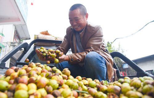 脱贫不用愁！叙永霜降时节万亩油茶采摘忙(图1)