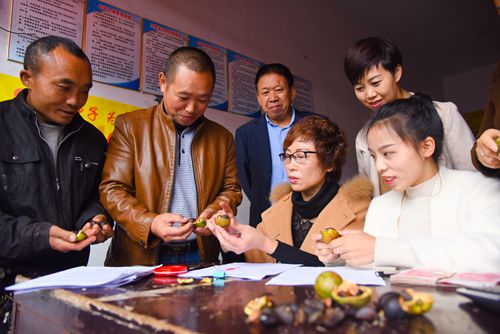 脱贫不用愁！叙永霜降时节万亩油茶采摘忙(图2)