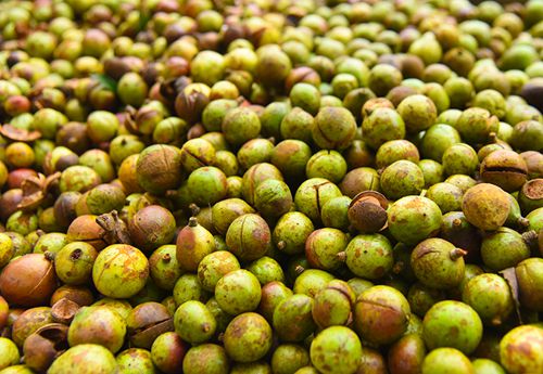 脱贫不用愁！叙永霜降时节万亩油茶采摘忙(图3)