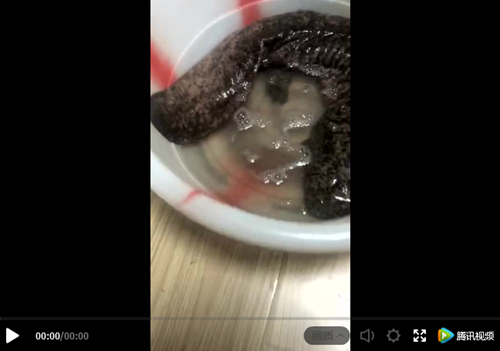 野生娃娃鱼来泸“历险”&nbsp;被派出所“礼送”回家(图1)