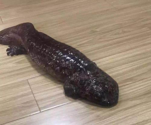 野生娃娃鱼来泸“历险”&nbsp;被派出所“礼送”回家(图2)