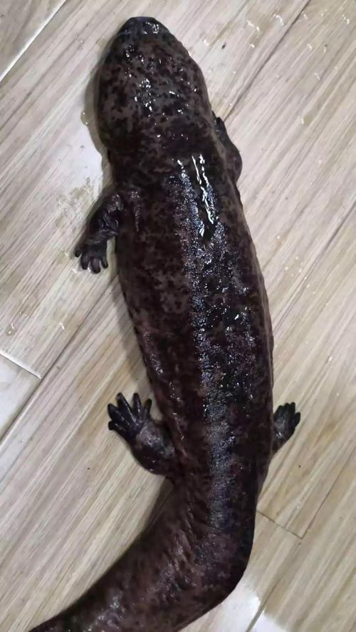 野生娃娃鱼来泸“历险”&nbsp;被派出所“礼送”回家(图3)