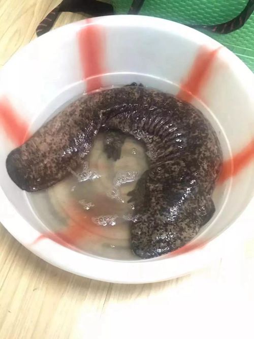 野生娃娃鱼来泸“历险”&nbsp;被派出所“礼送”回家(图4)