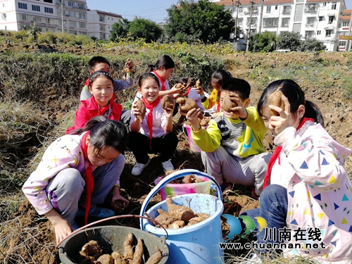 纳溪区天仙镇学校实践基地喜获丰收(图1)