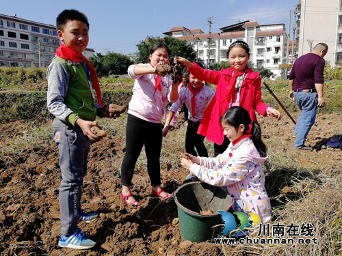 纳溪区天仙镇学校实践基地喜获丰收(图2)