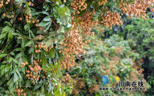 品牌价值：泸州桂圆13.92亿&nbsp;合江荔枝5.83亿！(图1)