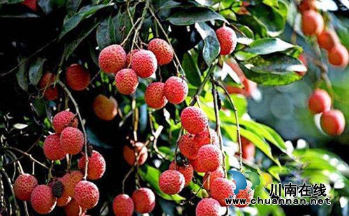 品牌价值：泸州桂圆13.92亿&nbsp;合江荔枝5.83亿！(图2)