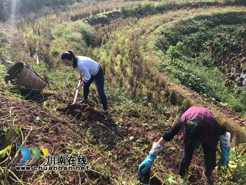 泸县立石镇柏杨村来了”好亲戚”，与贫困户同劳动(图2)