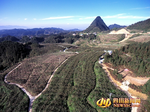 泸州东新镇猕猴桃熟啦 摇旗呐喊举办音乐节(图1) 泸州东新镇猕猴桃熟啦 摇旗呐喊举办音乐节(图1)