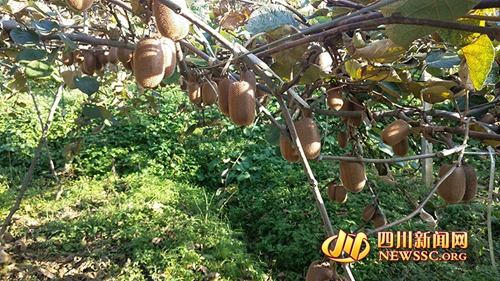 泸州东新镇猕猴桃熟啦 摇旗呐喊举办音乐节(图2) 泸州东新镇猕猴桃熟啦 摇旗呐喊举办音乐节(图2)