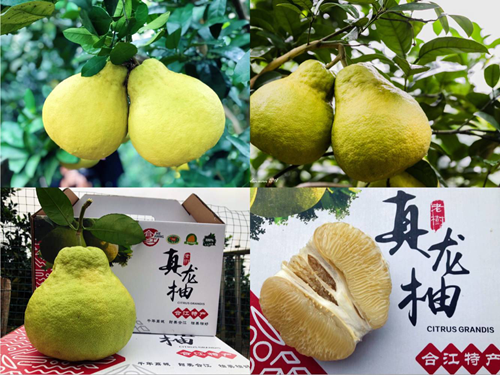 合江县旅游局入驻抖音举办真龙柚抖音大赛(图2)